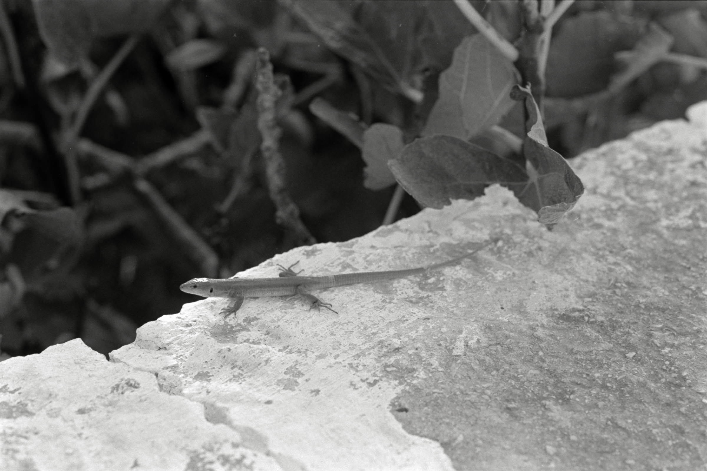 AHP F1991 09 005 sc250507 img05 NLP